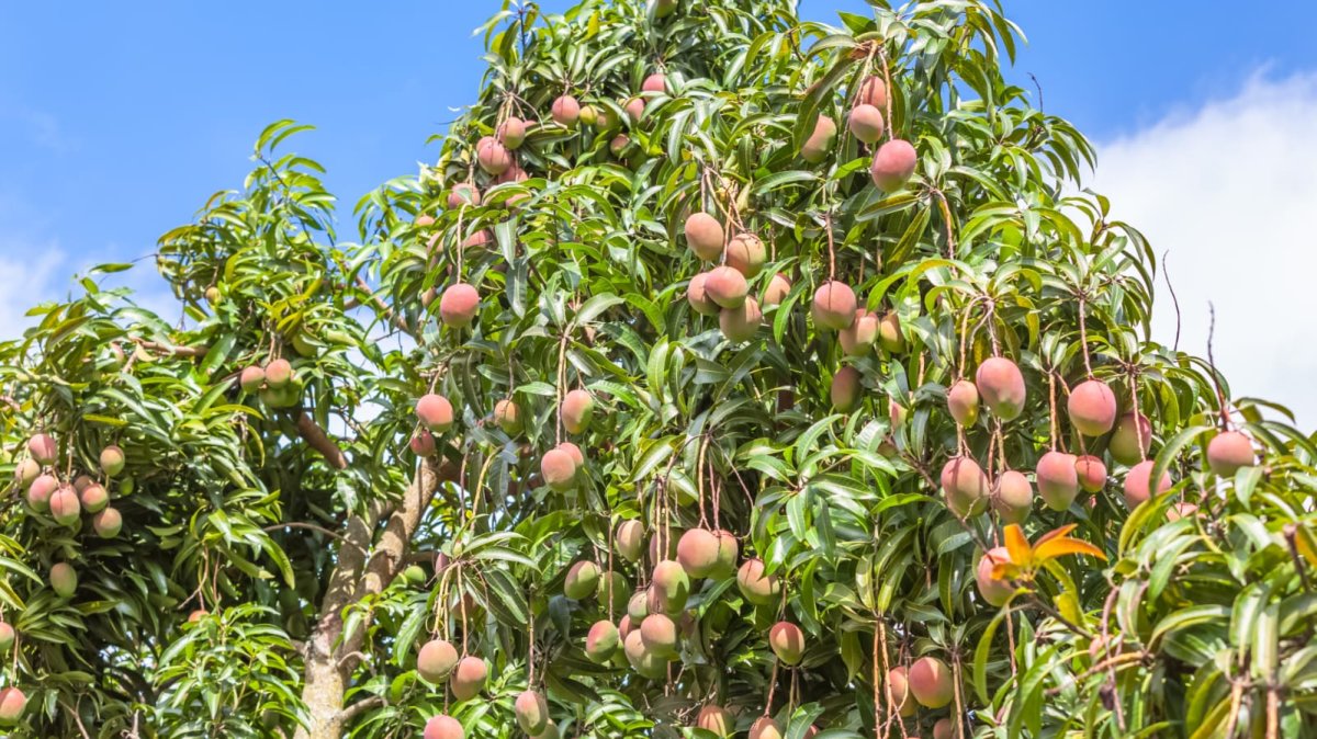 Tu portes du fruit