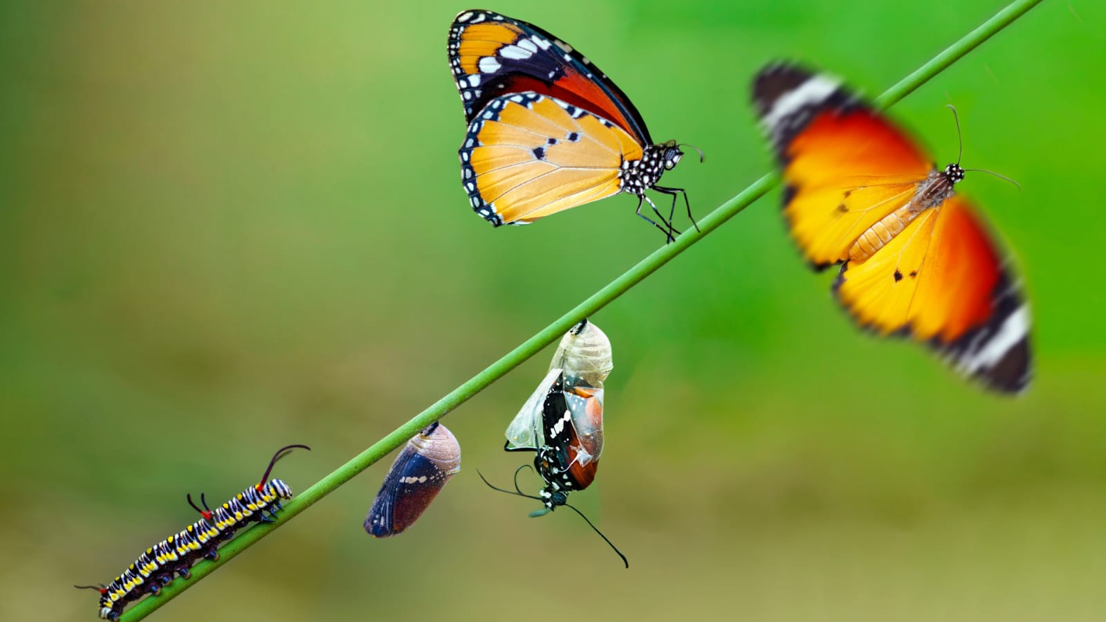 Transformer pour comprendre